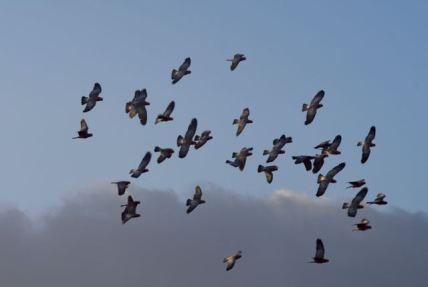 A flock of galahs