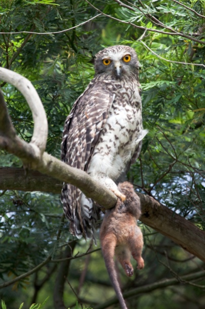 Powerful Owl (courtesy of Wikipedia)