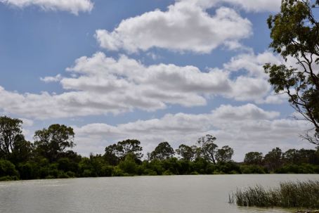 The Murray River at Bow Hill